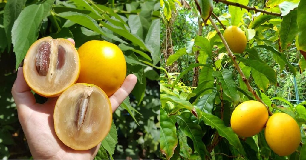 Abiu Fruit Benefits in Marathi: अबिउ फळाचे फायदे आणि संपूर्ण माहिती