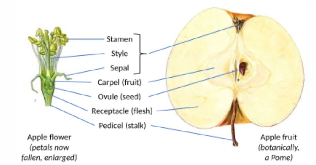 Apple Fruit Information in Marathi: सफरचंदाचे आरोग्य लाभ: Health Benefits of Apples