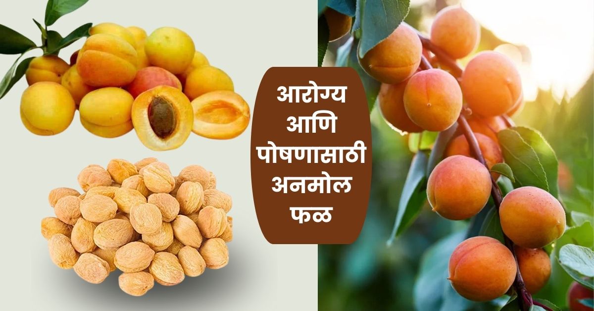 Khumani Fruit Benefits in Marathi: आरोग्य आणि पोषणासाठी अनमोल फळ | Apricot Health Benefits in Marathi