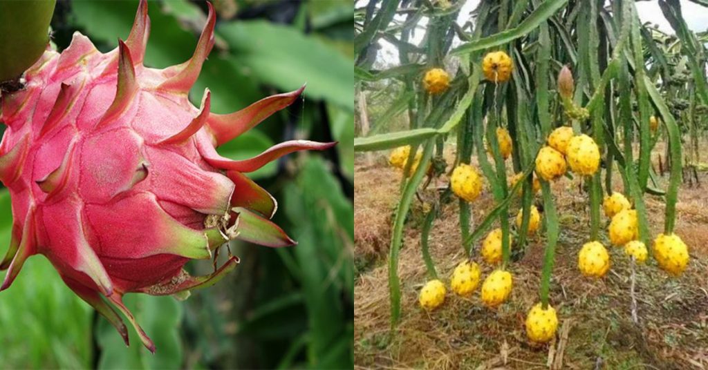 ड्रॅगन फ्रूटचे आणि त्याचे फायदे: Dragon Fruit Benefits in Marathi