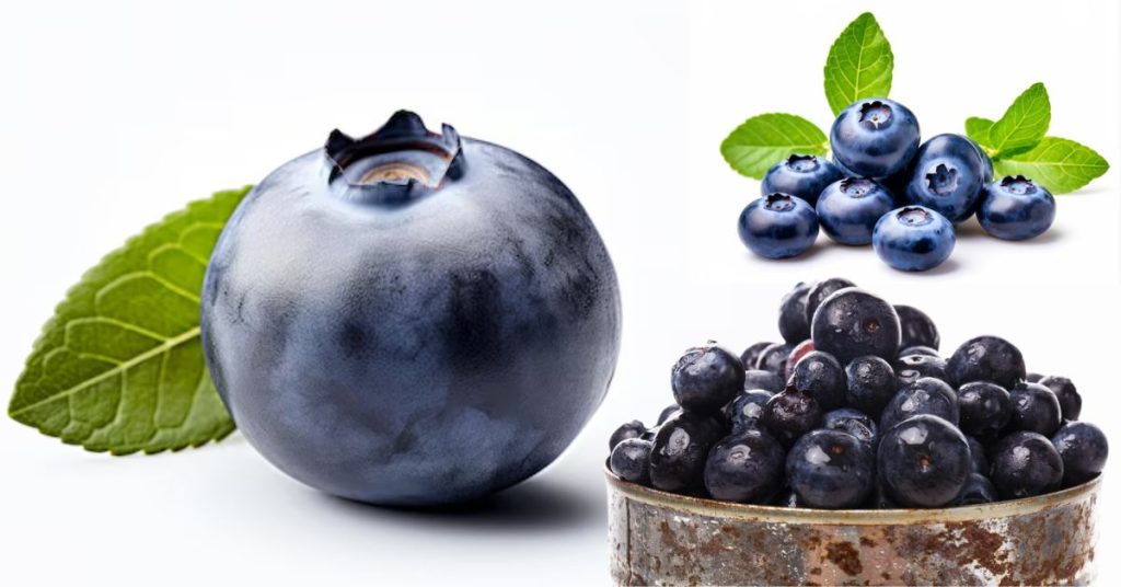 Blueberry Fruit in Marathi: ब्लूबेरी फळाची संपूर्ण माहिती, निसर्गाचा निळा मोती