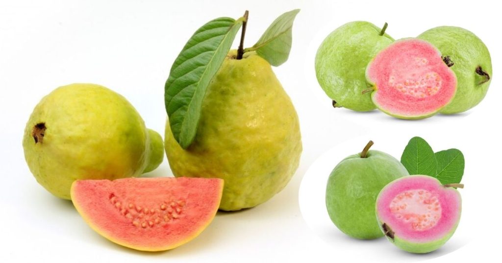 Guava Fruit in Marathi: पेरू फळाबद्दल संपूर्ण माहिती