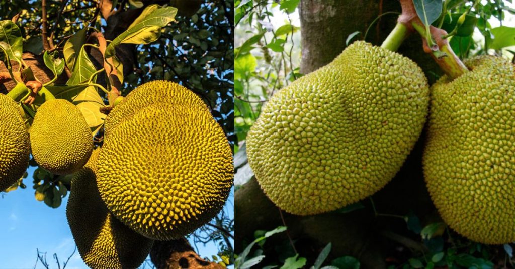 Jackfruit in Marathi Information: फणस फळाची संपूर्ण माहिती, जगातील सर्वात मोठे फळ