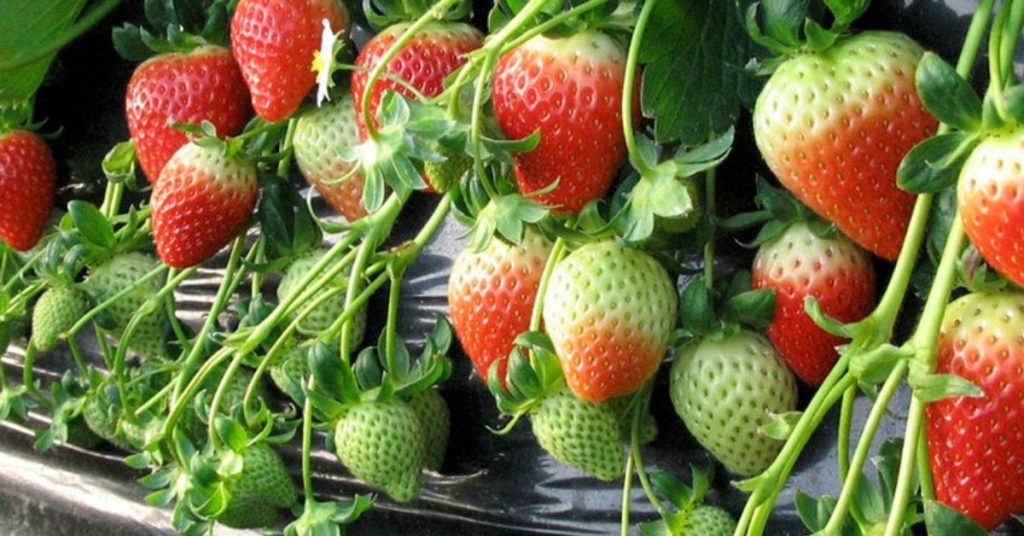 Strawberry Information in Marathi: स्ट्रॉबेरी फळाची संपूर्ण माहिती मराठी