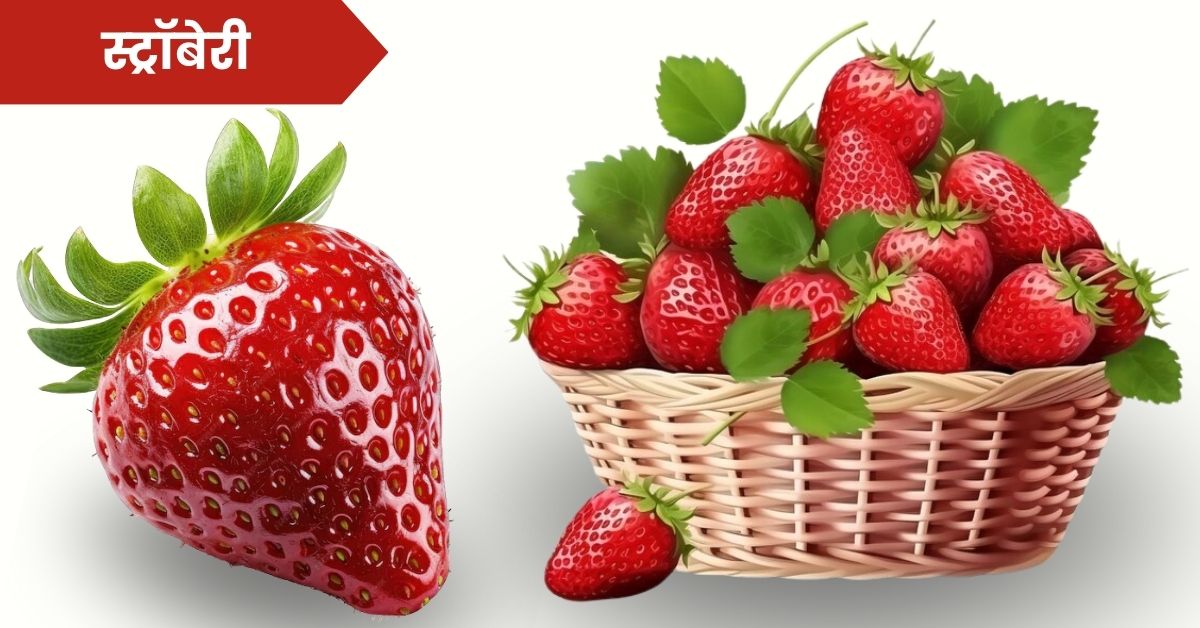 Strawberry Information in Marathi: स्ट्रॉबेरी फळाची संपूर्ण माहिती मराठी