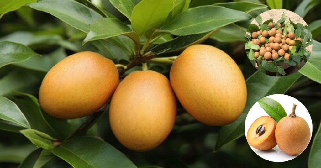 Chikoo Fruit Information in Marathi: चिकू फळाची संपूर्ण माहिती- पोषण, गोडवा, आणि औषधी गुणधर्मांनी परिपूर्ण फळ