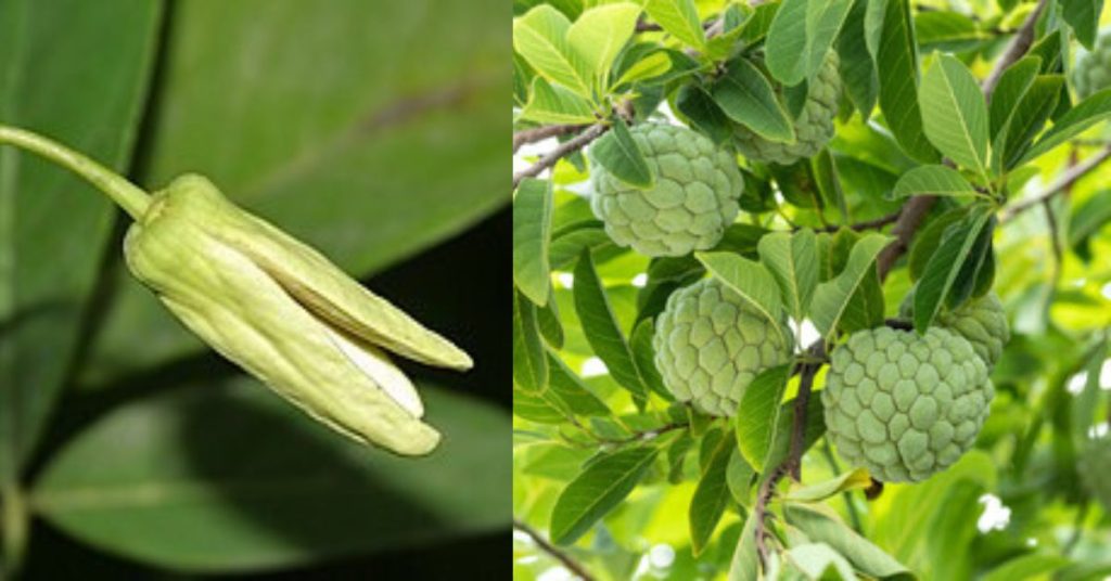 Sugar Apple Fruit in Marathi: सीताफळ फळाची माहिती मराठी, एक मधुर, पौष्टिक आणि बहुगुणी फळ