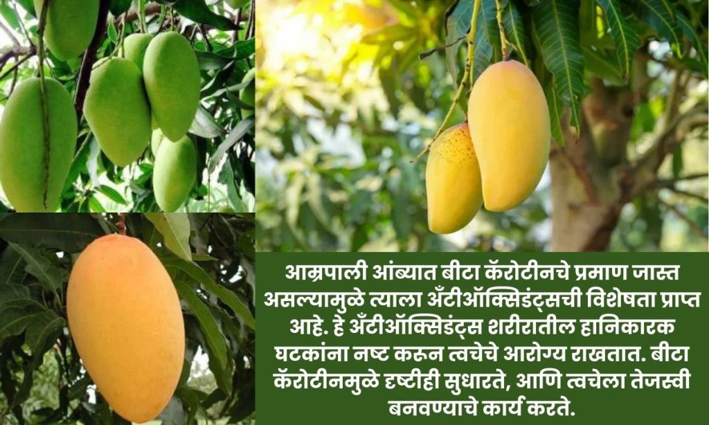 आम्रपाली आंब्याची संपूर्ण माहिती: Amrapali Mango Information in Marathi