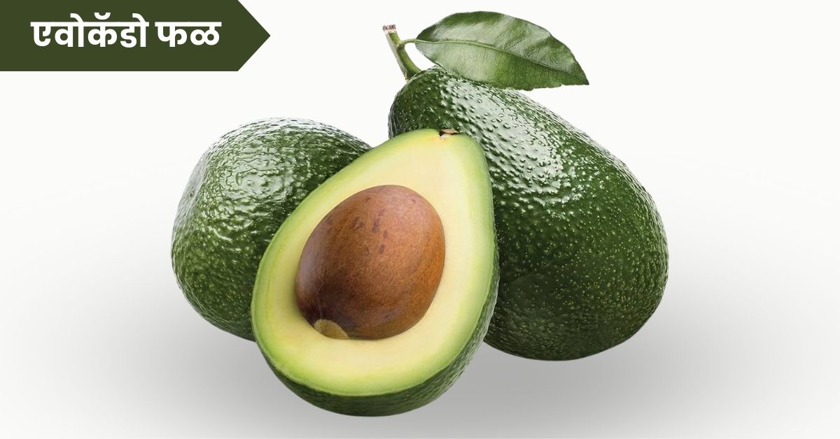 Avocado Fruit in Marathi: एवोकॅडो फळाची संपूर्ण माहिती