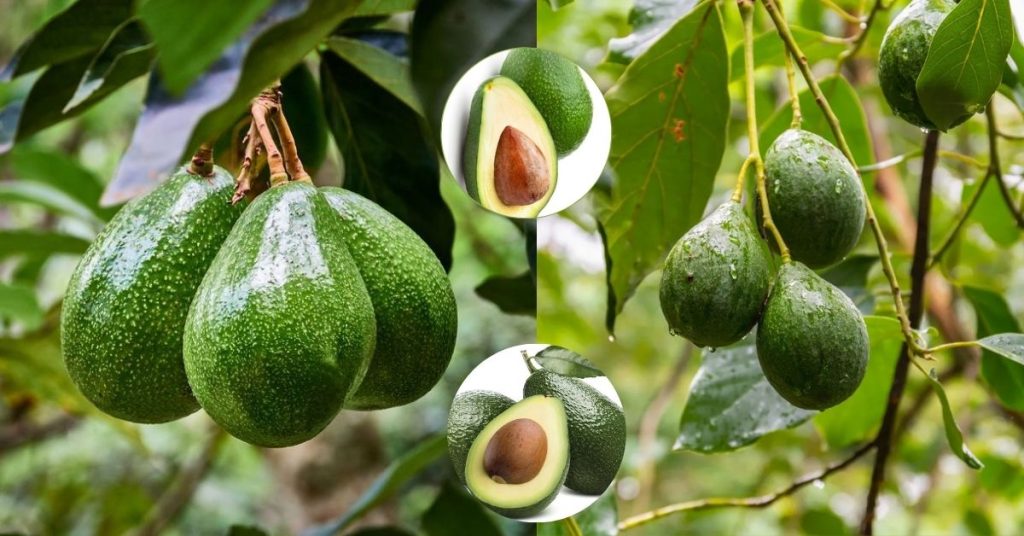 Avocado Fruit in Marathi: एवोकॅडो फळाची संपूर्ण माहिती