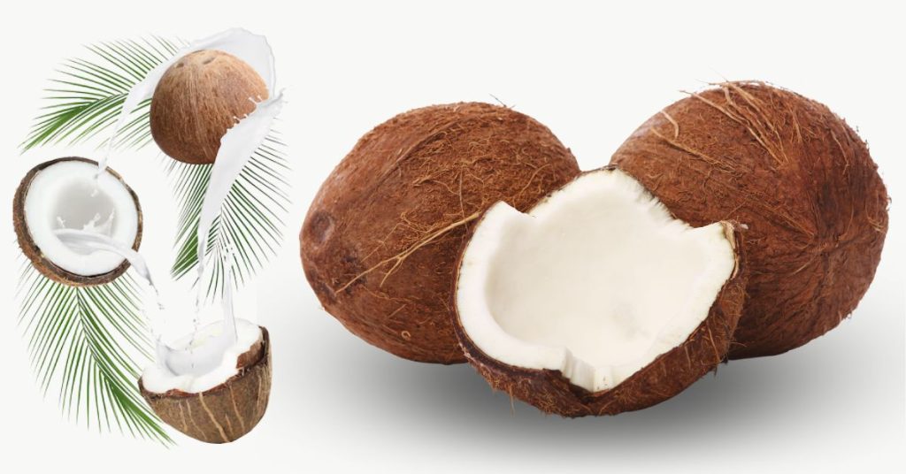 नारळ फळाची संपूर्ण माहिती: Coconut Fruit Information in Marathi