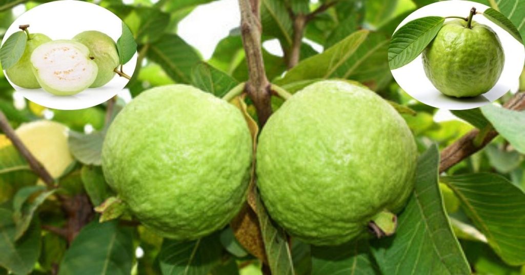 Guava Fruit in Marathi: पेरू फळाबद्दल संपूर्ण माहिती