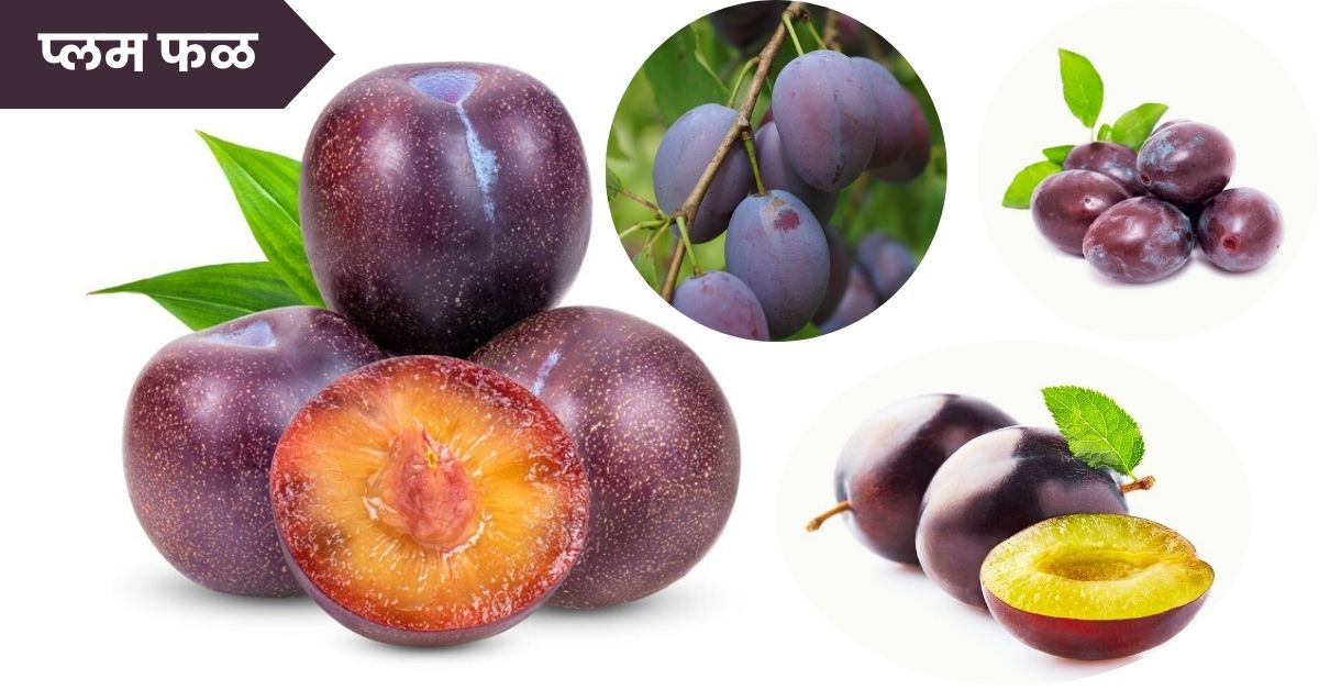 Plum Fruit in Marathi: प्लम फळाची संपूर्ण माहिती, प्राचीन इतिहास, पोषणमूल्ये आणि उपयोग