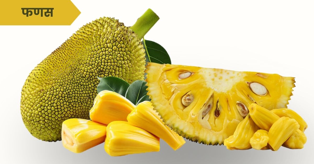 Jackfruit in Marathi Information: फणस फळाची संपूर्ण माहिती, जगातील सर्वात मोठे फळ