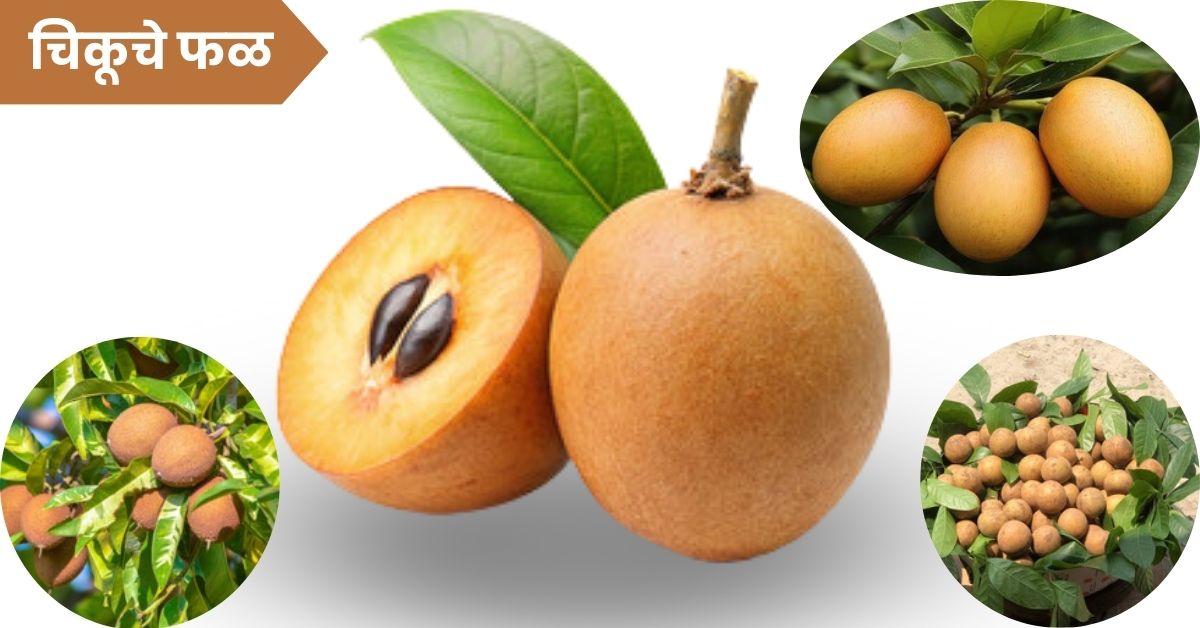 Chikoo Fruit Information in Marathi: चिकू फळाची संपूर्ण माहिती- पोषण, गोडवा, आणि औषधी गुणधर्मांनी परिपूर्ण फळ