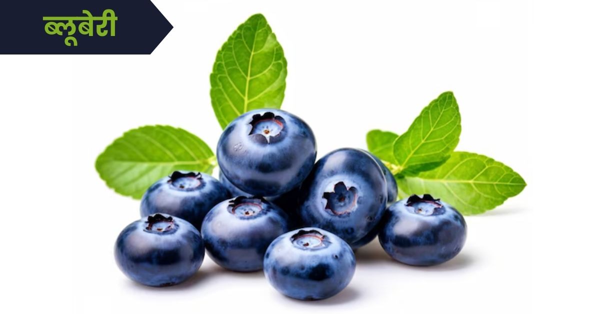 Blueberry Fruit in Marathi: ब्लूबेरी फळाची संपूर्ण माहिती, निसर्गाचा निळा मोती