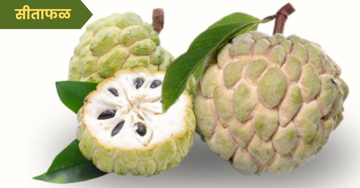 Sugar Apple Fruit in Marathi: सीताफळ फळाची माहिती मराठी, एक मधुर, पौष्टिक आणि बहुगुणी फळ