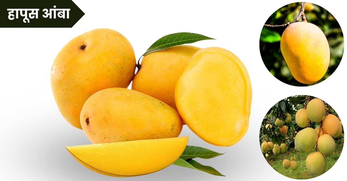 हापूस आंब्याची संपूर्ण माहिती: Hapus Mango Information in Marathi