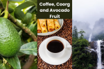 Coffee, Coorg and Avocado Fruit: भारताच्या निसर्गराजीतून बहरलेली संपत्ती