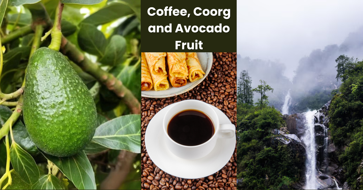 Coffee, Coorg and Avocado Fruit: भारताच्या निसर्गराजीतून बहरलेली संपत्ती