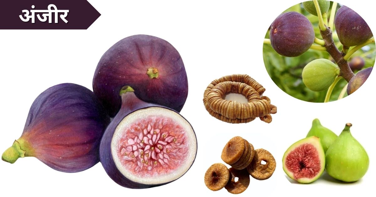 Anjeer Fruit Information in Marathi: अंजीर फळाची सविस्तर माहिती