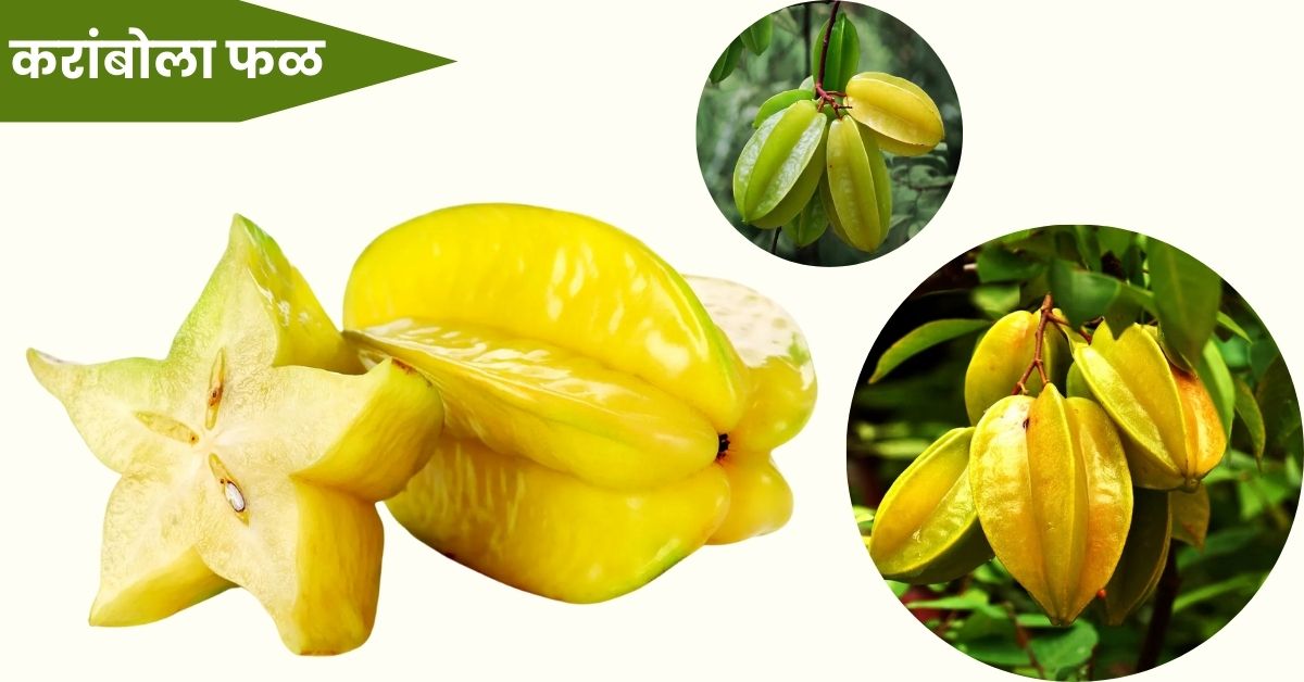 Star Fruit in Marathi: करांबोला फळाची संपूर्ण माहिती