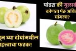 White or Pink Guava Benefits: पांढरा की गुलाबी पेरू? कोणता पेरू अधिक चांगला? जाणून घ्या दोघांमधील महत्त्वाचा फरक!