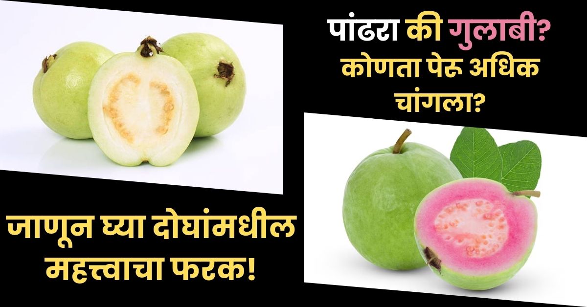 White or Pink Guava Benefits: पांढरा की गुलाबी पेरू? कोणता पेरू अधिक चांगला? जाणून घ्या दोघांमधील महत्त्वाचा फरक!