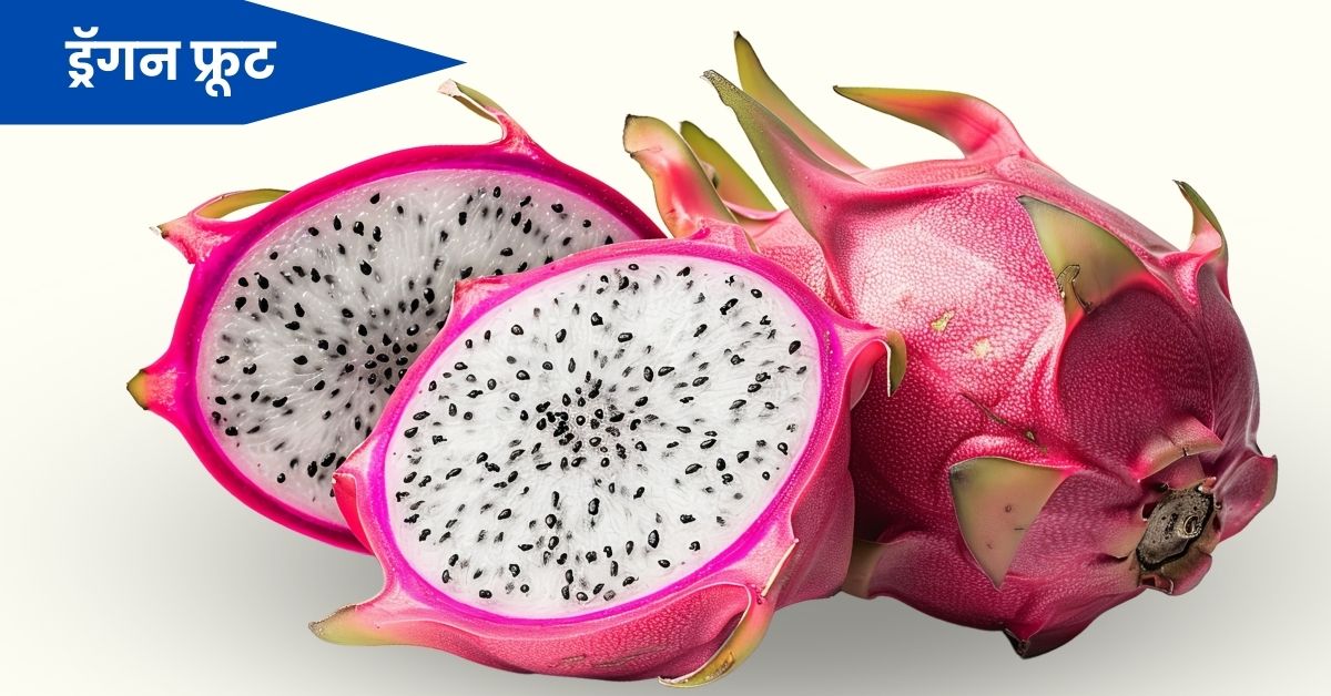 ड्रॅगन फ्रूट (पिताया) ची संपूर्ण माहिती: Dragon Fruit Information in Marathi