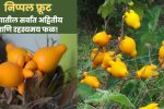 Nipple Fruit Information in Marathi: जगातील सर्वांत अद्वितीय आणि रहस्यमय फळ! त्यातील लपलेले रहस्य तुम्हाला आश्चर्यचकित करतील