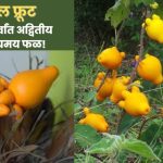 Nipple Fruit Information in Marathi: जगातील सर्वांत अद्वितीय आणि रहस्यमय फळ! त्यातील लपलेले रहस्य तुम्हाला आश्चर्यचकित करतील