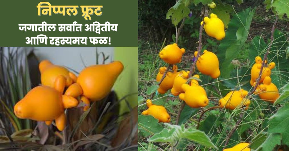 Nipple Fruit Information in Marathi: जगातील सर्वांत अद्वितीय आणि रहस्यमय फळ! त्यातील लपलेले रहस्य तुम्हाला आश्चर्यचकित करतील