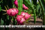 Dragon Fruit Benefits: वजन कमी करण्यासाठी अमृतासमान फळ