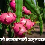 Dragon Fruit Benefits: वजन कमी करण्यासाठी अमृतासमान फळ