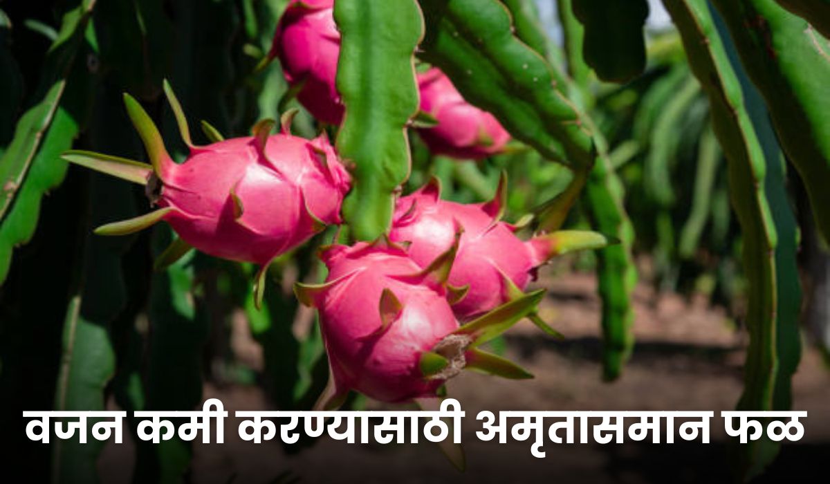 Dragon Fruit Benefits: वजन कमी करण्यासाठी अमृतासमान फळ