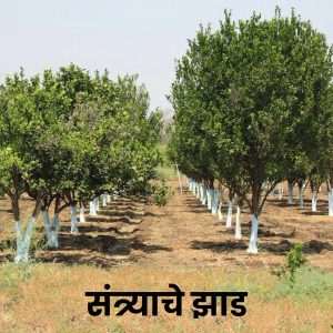 संत्रा फळाची सविस्तर माहिती: Orange Fruit in Marathi