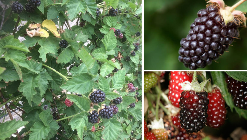 Boysenberry Fruit in Marathi: बॉयसनबेरी फळ, अद्वितीय आणि पोषणमूल्यांनी भरलेले फळ