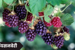 Boysenberry Fruit in Marathi: बॉयसनबेरी फळ, अद्वितीय आणि पोषणमूल्यांनी भरलेले फळ