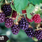 Boysenberry Fruit in Marathi: बॉयसनबेरी फळ, अद्वितीय आणि पोषणमूल्यांनी भरलेले फळ