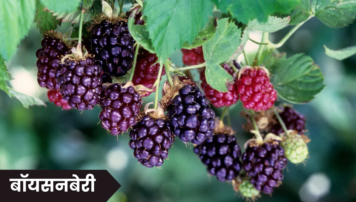 Boysenberry Fruit in Marathi: बॉयसनबेरी फळ, अद्वितीय आणि पोषणमूल्यांनी भरलेले फळ